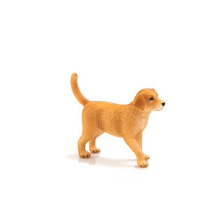 Mojo Zlatý retriever šteniatko